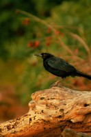 /album/fotogaleria/a11187129-10152906764959091-6660149368481087839-o-jpg/